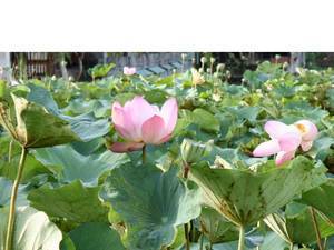 gardensia.com