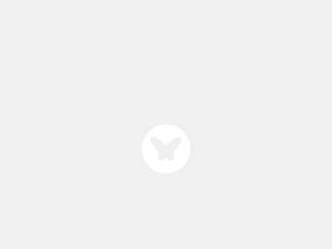 butterflies.org
