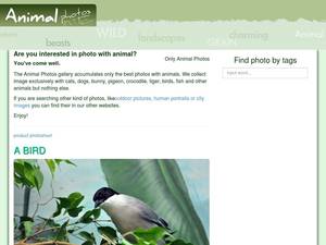 animal-photos.org