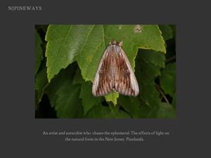 njpineways.com
