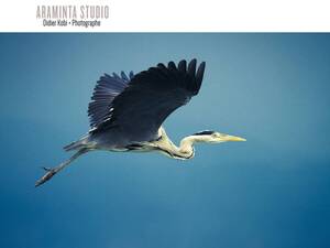 Aramintastudio.com