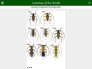 Lamiinae.org