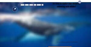 whaleswim.com